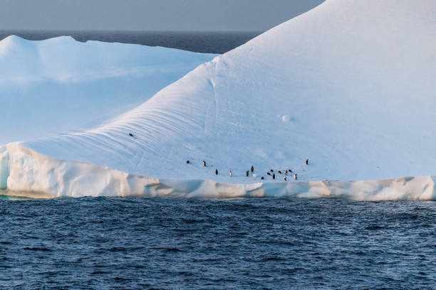 istock Gentoo Penguins in Antarctica 2145424904