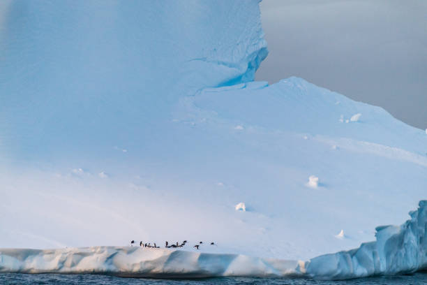 istock Gentoo Penguins in Antarctica 2145424907