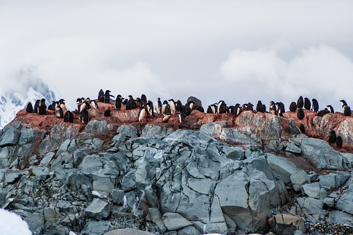 Impression of the Adelie Penguin - Pygoscelis adeliae- colony, near the fish islands, on the Antarctic Peninsula