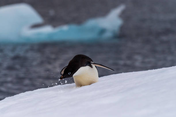 istock Adelie Penguin standing on an iceberg 2145424945