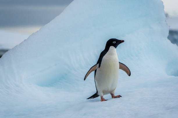 istock Adelie Penguin standing on an iceberg 2145424948