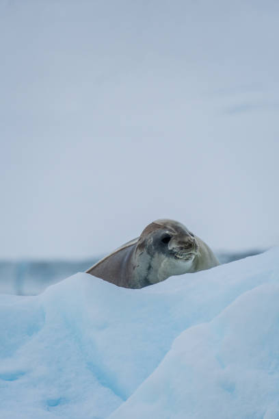 istock Close-up of a Weddell seal 2145424961