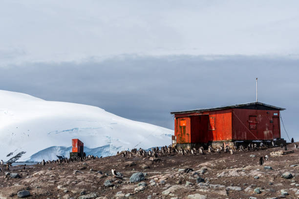 A red hut on Mikkelsen harbour, near Sierva Cove, amids many Gentoo Penguins -Pygoscelis papua, on the Antarctic Peninsula