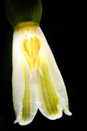 Snowdrop flower, extreme close-up photography, petal fallen leaving open flowers stamens and pistils, all in magical background light