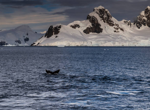 istock Antarctic landscape with diving humpback whales 2145425488