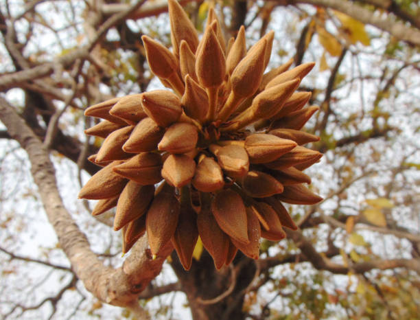 Buds of Madhuca longifolia (Mahua) tree