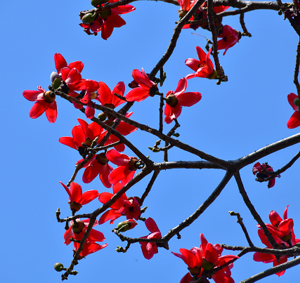 Flowering in Bombax ceiba or Cotton tree