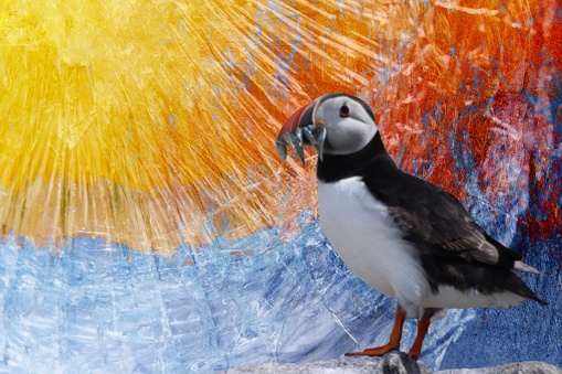 Stylised photo of puffin, sun and sea