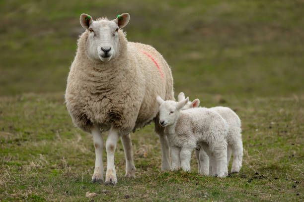 istock Mother sheep with her two newborn lambs in cold, rainy Spring weather.  Facing forward on croftland on the Isle of Tiree, Inner Hebrides, Scotland 2145440435