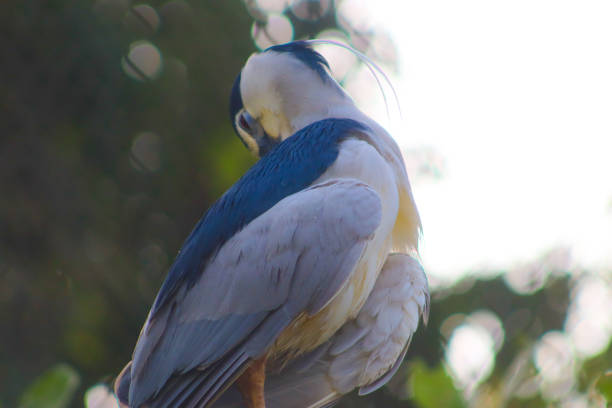Night heron bird itching her body and closeup face