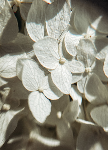Bright white phlox flowers. Close-up photo.