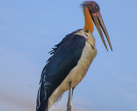 Adjutant bird standing closeup face with blue background