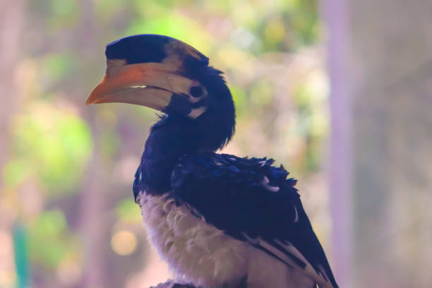 Bottom view of a black wild bird on a tree