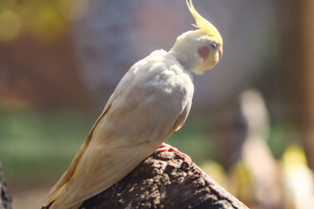istock Cute Beautiful Cockatiel Closeup Face 2145473293