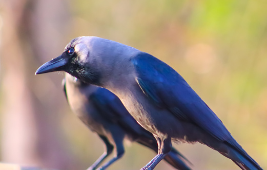 Dark black crow sitting and closeup face on blur background