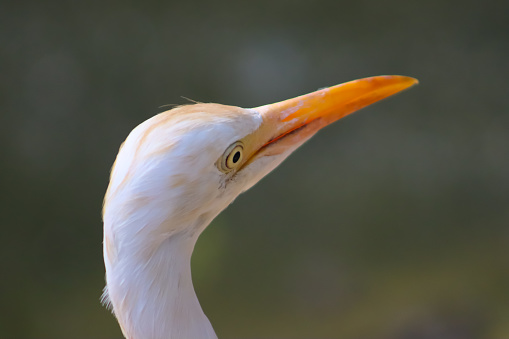 Beautiful Egret Bird Closeup Neck Face With Blur Background