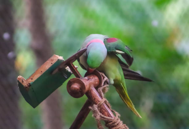 The Purple-faced Parrot (Amazona brasiliensis) is an endemic species of the Atlantic Forest of the southeast coast of Brazil