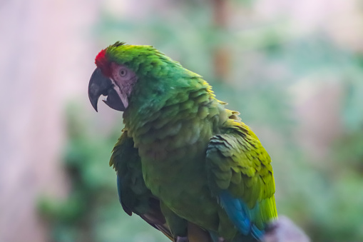 Green parrot head closeup in the mumbai zoo