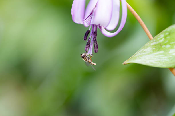片栗の花に止まる小さな蜂