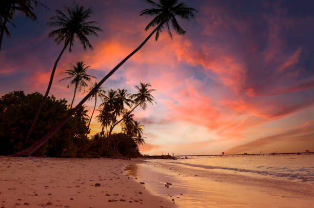 istock Banner Summer with colorful theme as palm trees with water wave background 2145518317