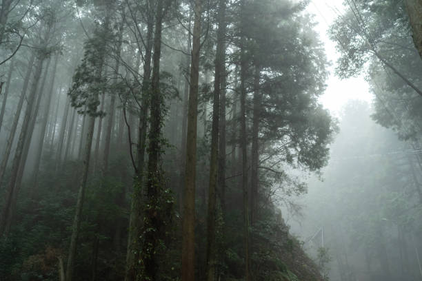 istock beautiful forest covered in fog 2145518825