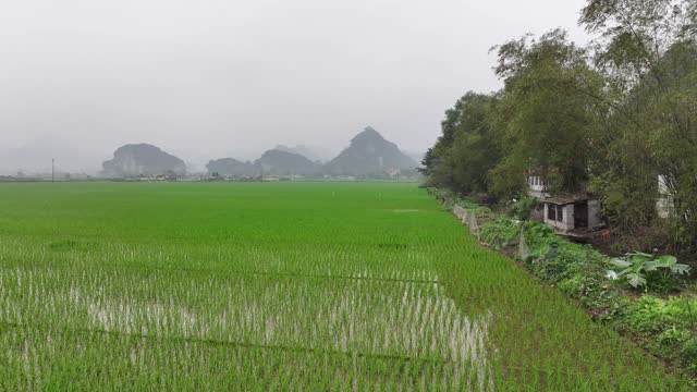 Village Rice field and river, Ninh Binh, vietnam landscapes