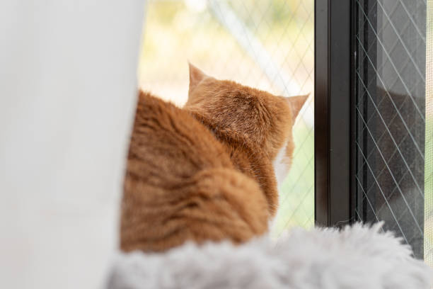 istock Cute cat looking out the window 2145519853