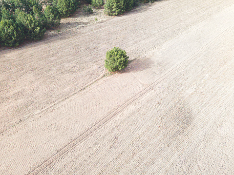 An aerial shot captures the solitary beauty of a single tree standing resilient among the wide expanse of harvested fields. The rows of ploughed land create a textured backdrop that highlights the tree's vibrant green canopy. Ideal for conveying themes of isolation, the beauty of agricultural landscapes, and the stark contrast between nature and cultivated land, this image can resonate in various contexts from environmental to agricultural.