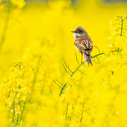 A bird in the middle of a yellow field.