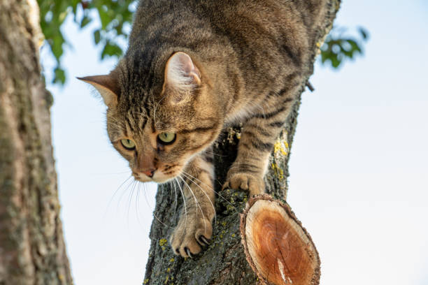 istock A big cat will climb out of a tree, a forest domestic cat 2145534462