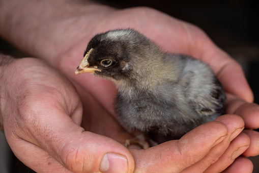 Little black chick on the palm, beautiful little chicken. High quality photo