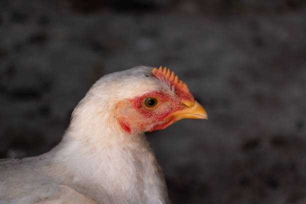 istock White broiler chicken looking curiously at the camera 2145539674