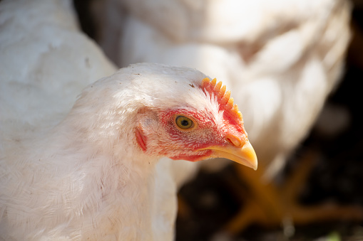 White broiler chicken looking curiously at the camera, poultry in the barnyard. High quality photo