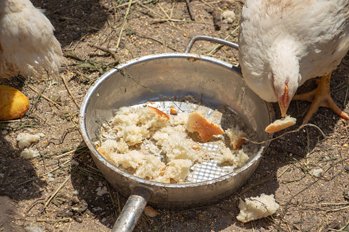 White chicken broilers in the barnyard eating bread, farm poultry. High quality photo