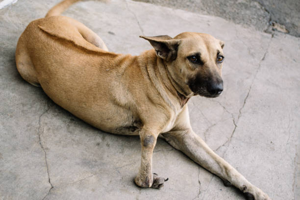 istock dog in city 2145555471