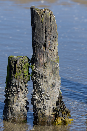 acorn barnacles resp.Semibalanus balanoides at wooden groyne,North Sea,Germany