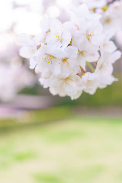 Close up of Cherry blossoms