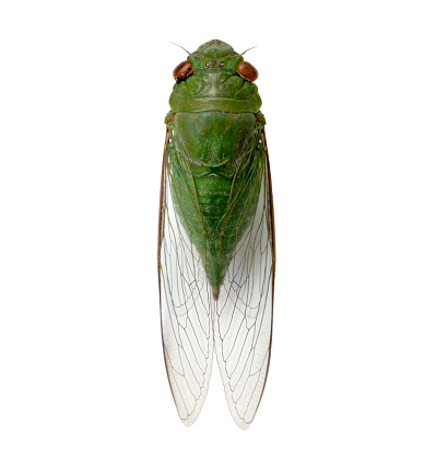 Asian green cicada isolated on white background for entomology and wildlife photography usage