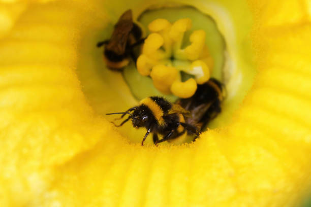 Close-up of two, three, four bumble bees crawling in a center of yellow squash flower