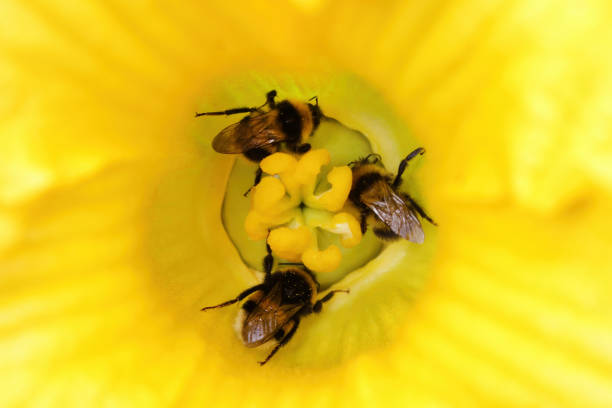 Close-up of two, three, four bumble bees crawling in a center of yellow squash flower