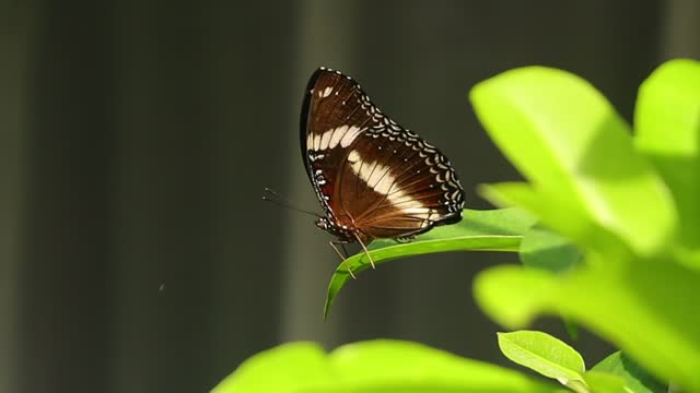 The Hypolimnas bolina butterfly