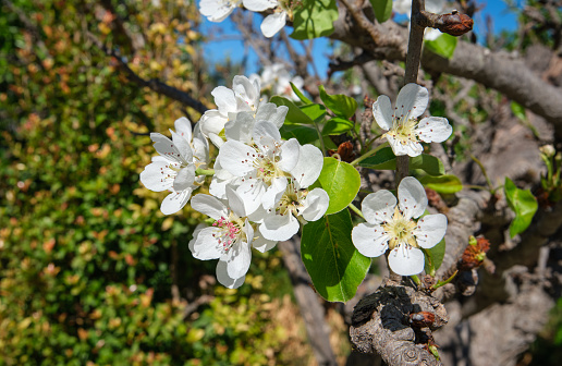 Pear tree flowers in spring, macro