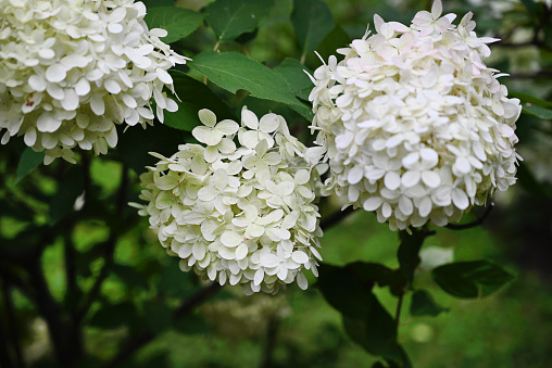 White hydrangeas growing on a bush