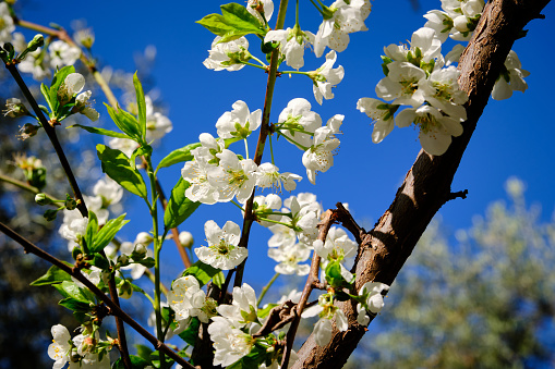 Plum blossoms in spring, macro