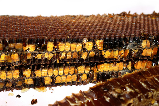 Honey filled honeycomb frame with bee bread, pollen harvest, dropping honey, close-up