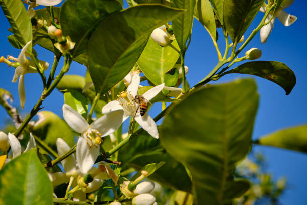 Orange blossom in spring in Sicily