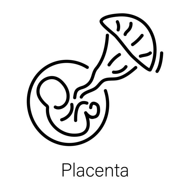 Placenta Spread awareness about maternal health with our animated pregnant woman icons From maternity moments to gynecology visits, prenatal checkups and pregnancy symptoms, these icons capture every moment of the beautiful journey into motherhood. placenta stock illustrations