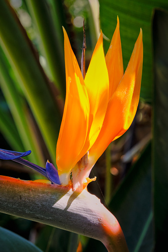 Close-up of orange Bromeliads flowers blooming in the tropical garden on green leaves background. (Bromeliaceae)