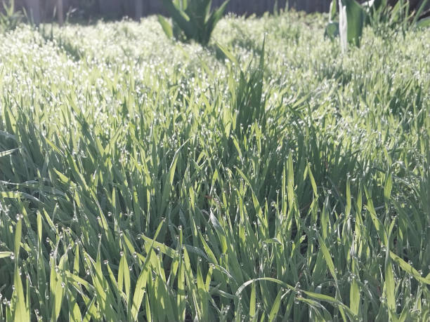 istock Background of green grass at dawn with dew drops under the sun's rays 2145592762