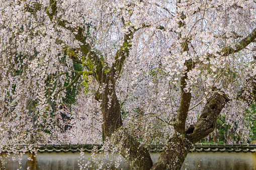 A large weeping cherry tree in Matsudairago (Kogetsuin,Toyota City, Aichi Prefecture).

This weeping cherry tree is said to have been planted by Tokugawa Ieyasu, the most influential shogun in Japanese history.